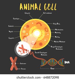 Genetics DNA structure  and chromosomes