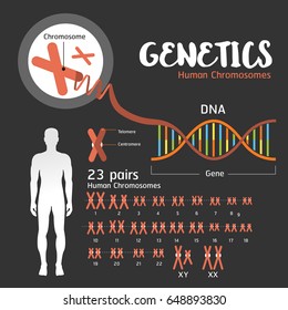 Genetics DNA structure  and chromosomes