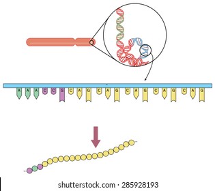 Genetics Of Huntingtons Disease, Showing Chromosome 4, The HD Gene And Repeating CAG Codons Resulting In Excessive Glutamine Chain