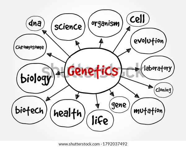 Genetics Mind Map Medical Concept Presentations Stock Vector Royalty