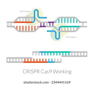 Investigación genética - Edición y modificación del ADN Helix - Tecnología CRISPR-CAS9 - Ilustración abstracta como archivo EPS 10