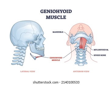 Geniohyoid muscle with mylohyoid neck or chin muscular system outline diagram. Labeled educational medical scheme with head skeletal anatomy and mandible or hyoid bone location vector illustration.