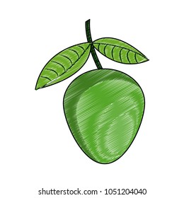 genip fruit isolated