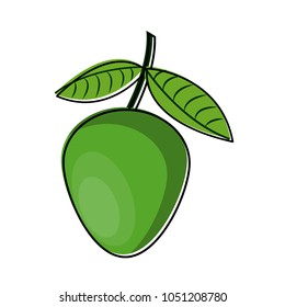 genip fruit isolated