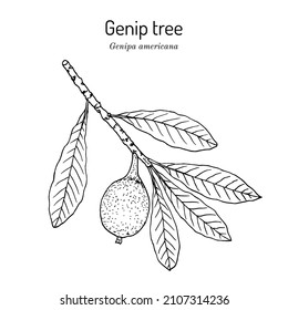 Genip tree (Genipa americana), edible and medicinal plant. Hand drawn botanical vector illustration