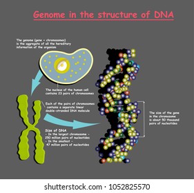 Genome 3D in the structure of DNA on grey background. genome sequence. Telomere is a repeating sequence of double-stranded DNA located at the ends of chromosomes Nucleotide, Phosphate, Sugar, and base