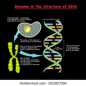 Genome 3D in the structure of DNA on grey background. genome sequence. Telomere is a repeating sequence of double-stranded DNA located at the ends of chromosomes Nucleotide, Phosphate, Sugar, and base