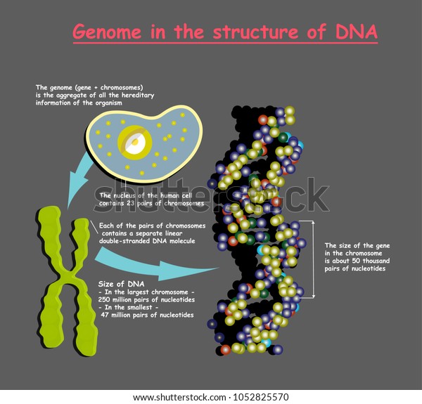 Genome 3d Structure Dna On Grey Stock Vector Royalty Free