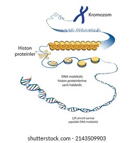 Genoma en la estructura del ADN. secuencia genómica. El cromosoma telomere es una secuencia repetitiva de ADN de doble hebra situado en los extremos de los nucleótidos, fosfato, azúcares y bases. vector educativo