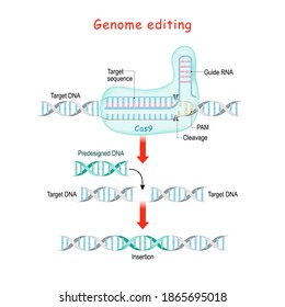 Genome editing. Molecular Surgery with CRISPR and Cas9. explanation of DNA or Gene editing process. The nuclease Cas9 acts as a molecular scissors to cut the DNA strands.