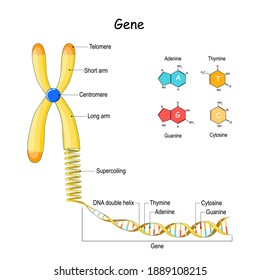 genome sequence. From Chromosome to Supercoiling, DNA, and Gene. Telomere. vector illustration. structural formula of Adenine, cytosine, thymine and guanine.