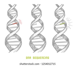 Genome sequencing. DNA sequencing. hand drawn DNA. Information about the genome in a person's life. concept.