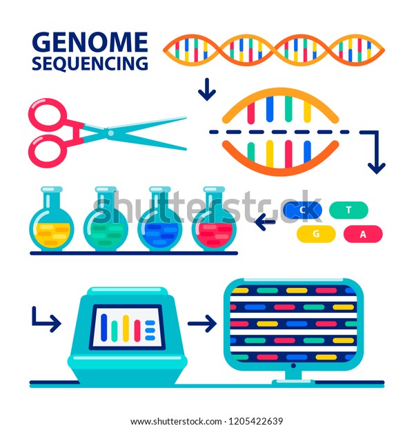 genome sequencing infographic. Human genome\
project. Flat style vector\
illustration