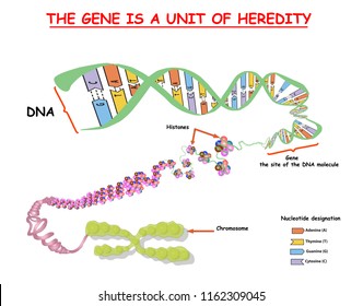 Genome in the structure of DNA. genome sequence. Telo mere is a repeating sequence of double-stranded DNA located at the ends of chromosomes Nucleotide, Phosphate, Sugar, and bases. education vector