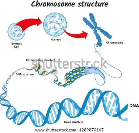Genome in the structure of DNA. genome sequence. Telo mere is a repeating sequence of double-stranded DNA located at the ends of chromosomes Nucleotide, Phosphate, Sugar, and bases. education vector