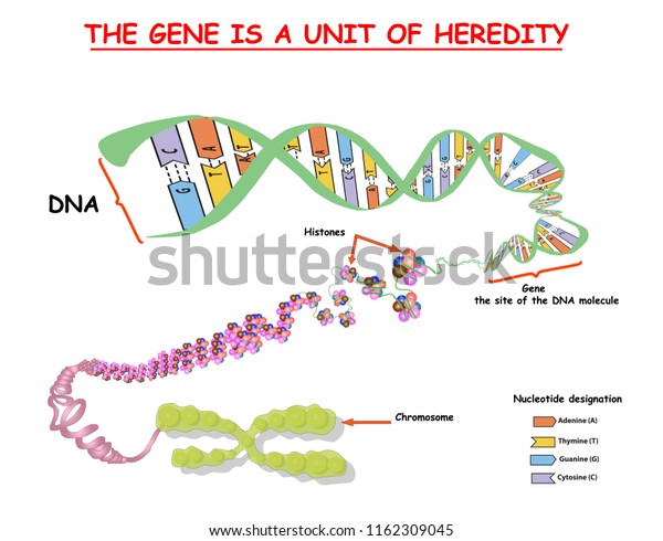 Genome Structure Dna Genome Sequence Telo Stokovye Izobrazheniya V Hd I Milliony Drugih Stokovyh Fotografij Illyustracij I Vektornyh Izobrazhenij Bez Licenzionnyh Platezhej V Kollekcii Shutterstock Ezhednevno Dobavlyayutsya