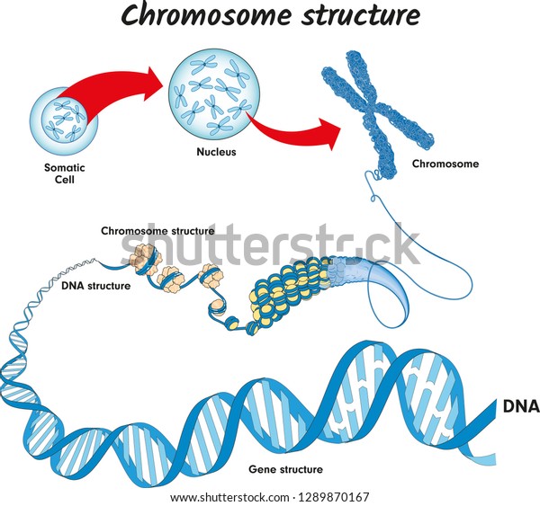 Genome in the structure of DNA. genome sequence.\
Telo mere is a repeating sequence of double-stranded DNA located at\
the ends of chromosomes Nucleotide, Phosphate, Sugar, and bases.\
education vector