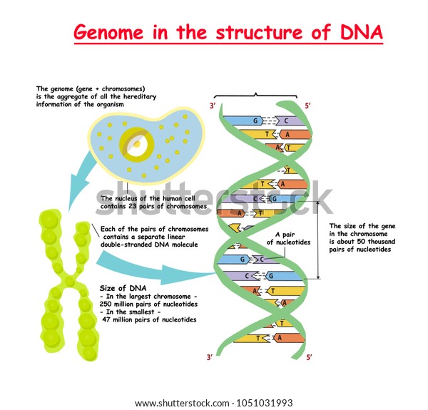 Genome Structure Dna Genome Sequence Telomere Stock Vector Royalty Free