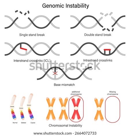 Genomic instability. DNA Damage. Hallmarks of aging. Chromosomal instability.