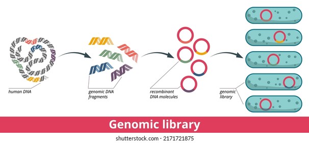 Biblioteca genómica. Etapas de la formación genómica de la biblioteca: desarrollo de fragmentos de ADN y su inserción en plásmidos, introducción de plásmidos en bacterias.