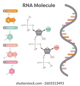 Genomic science illustration of the components of an RNA molecule
