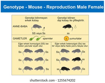 Genotype - Mouse - Reproduction Male Female - Biology Course helper shapes, human body, cell, joints and bones