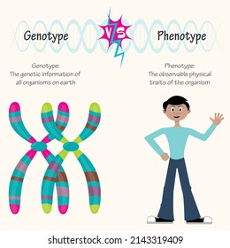 Genotype Versus Phenotype Presentation Diagram