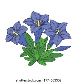 Gentian flower bouquet. Montain wildflower. Hand drawn sketch. Vector drawing isolated on white background.