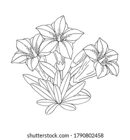 Gentian flower bouquet. Montain wildflower. Hand drawn sketch. Vector drawing isolated on white background.