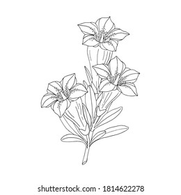 Gentian flower bouquet. Montain wildflower. Hand drawn sketch. Vector drawing isolated on white background.