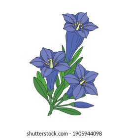 Gentian flower bouquet. Montain wildflower. Hand drawn sketch. Vector drawing isolated on white background.