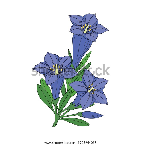 Gentian flower\
bouquet. Montain wildflower. Hand drawn sketch. Vector drawing\
isolated on white\
background.