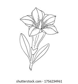 Gentian flower. Montain wildflower. Hand drawn sketch. Vector drawing isolated on white background.