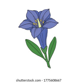 Gentian flower. Montain wildflower. Hand drawn sketch. Vector drawing isolated on white background.