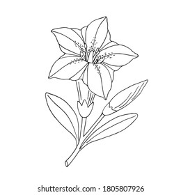 Gentian flower. Montain wildflower. Hand drawn sketch. Vector drawing isolated on white background.