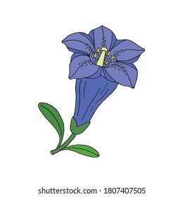 Gentian flower. Montain wildflower. Hand drawn sketch. Vector drawing isolated on white background.