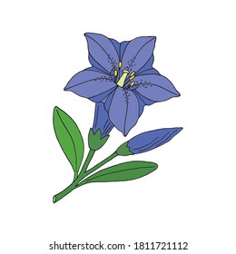 Gentian flower. Montain wildflower. Hand drawn sketch. Vector drawing isolated on white background.