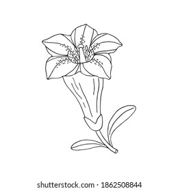 Gentian flower. Montain wildflower. Hand drawn sketch. Vector drawing isolated on white background.