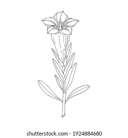 Gentian flower. Montain wildflower. Hand drawn sketch. Vector drawing isolated on white background.