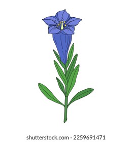 Gentian flower. Montain wildflower. Hand drawn sketch. Vector drawing isolated on white background.