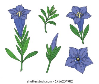 Gentian flower set. Montain wildflower. Hand drawn sketch. Vector drawing isolated on white background.