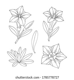 Gentian flower set. Montain wildflower. Hand drawn sketch. Vector drawing isolated on white background.