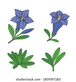 Gentian flower set. Montain wildflower. Hand drawn sketch. Vector drawing isolated on white background.