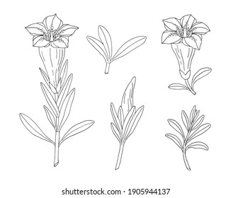 Conjunto de flores gentianas. Monten la flor silvestre. Esbozo dibujado a mano. Dibujo vectorial aislado en fondo blanco.