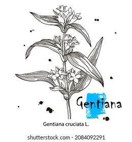 Gentian, medicinal plant. Hand drawn botanical vector illustration