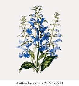 Gentian sage blue flower vintage illustration, vintage vector element. Blue botanical flower. Vintage red floral plant art drawing illustration, old painting art print of blue flower.