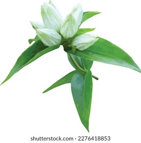 Gentiana flavida (Cream Gentian) Native North American Savanna Wildflower Isolated 