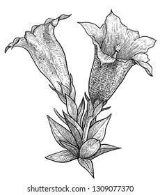 Gentiana illustration, drawing, engraving, ink, line art, vector