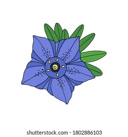 Gentiana. Montain wildflower. Hand drawn line sketch. Vector illustration isolated on white background.