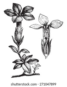 Gentiana, vintage engraved illustration. La Vie dans la nature, 1890. 